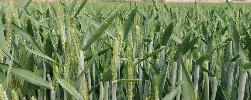 郑麦18小麦种子特点，适宜播期10月上中旬