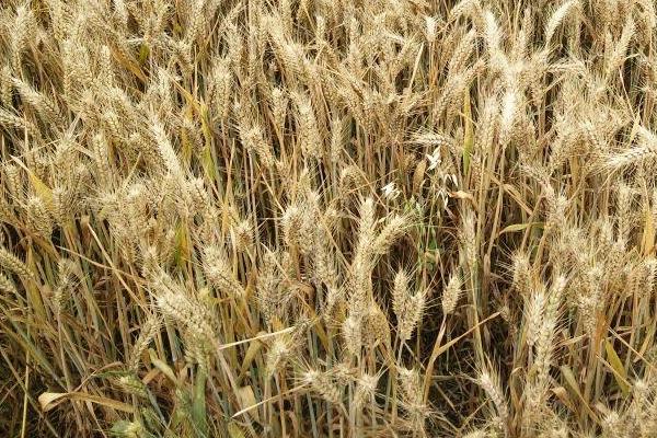 邯麦25小麦品种简介，中高肥水麦田适当降低播种量