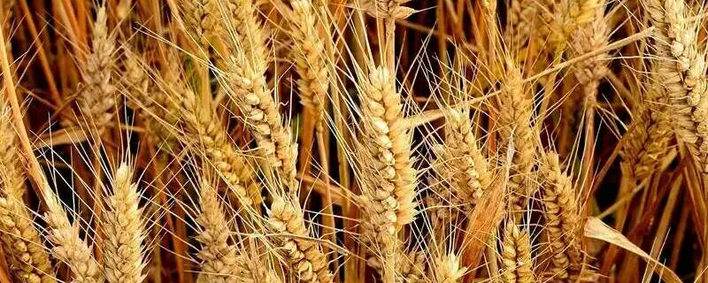 西农625小麦种简介，全生育期227.4天