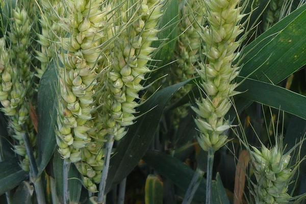 徐麦44小麦种子介绍，全生育期228.2天
