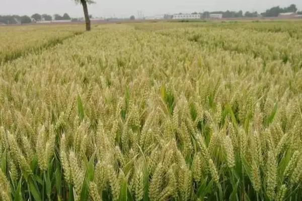 囤麦257小麦种简介，适宜播种期10月中旬