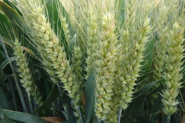 百农8822小麦种子特点，全生育期225.2天