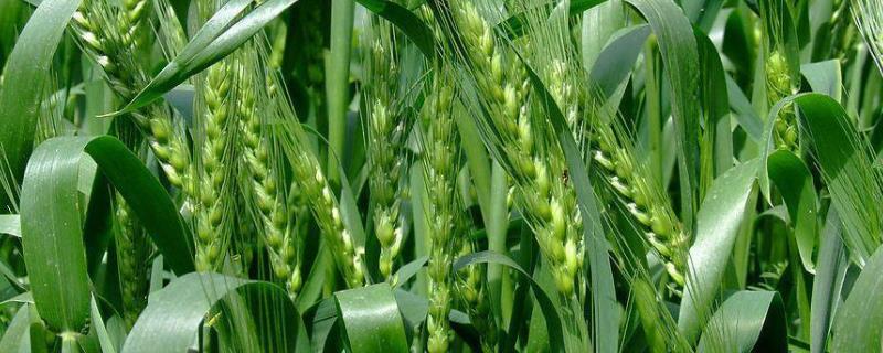 徐麦44小麦种子介绍，全生育期228.2天