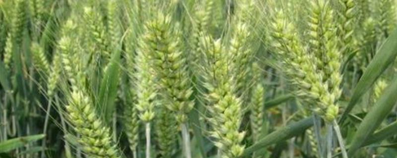 川糯麦1456小麦种子特点，全生育期188.0天