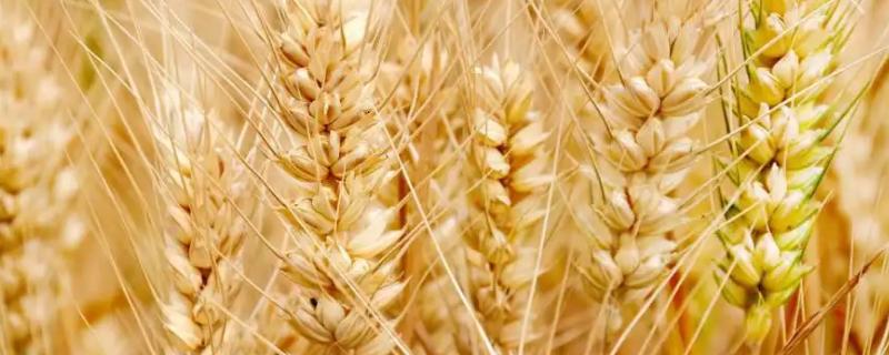 蜀麦133小麦种子特征特性，全生育期189.5天