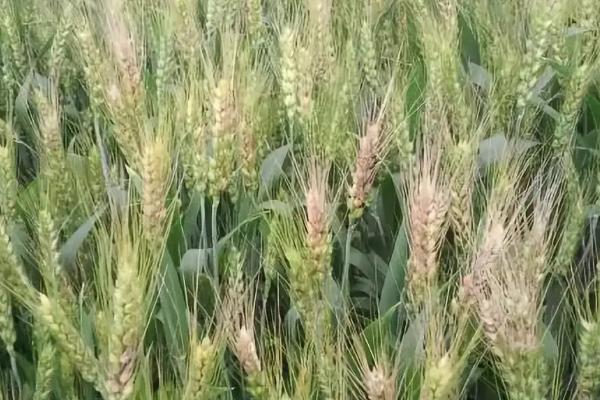 濮麦116小麦品种的特性，全生育期231.1天