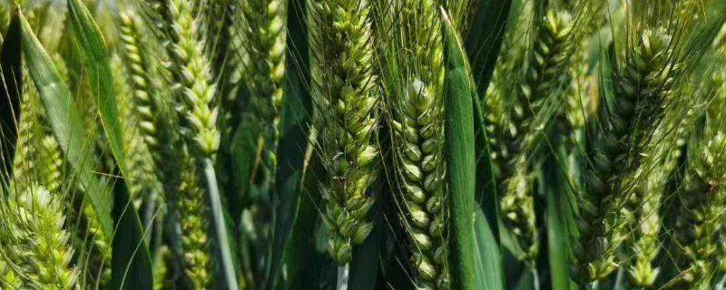 濮麦116小麦品种的特性，全生育期231.1天