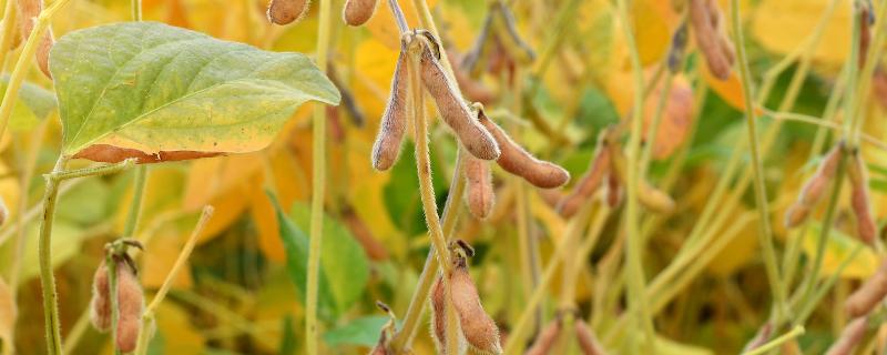 圣豆92大豆种子特征特性，高肥力地块0万株/亩