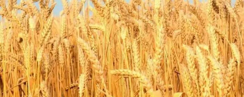 扬麦38小麦品种简介，与对照品种扬麦20熟期相当