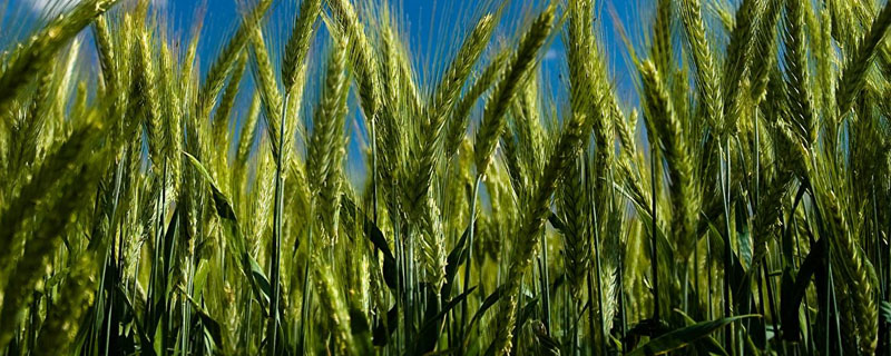 百农8822小麦种子特点，全生育期225.2天