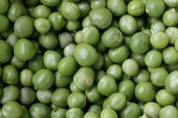 嘉豆16大豆种子介绍，中等肥力地块1万株