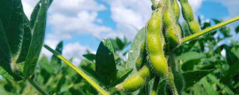 龙垦3302大豆种子特点，生育期间注意防治大豆蚜虫