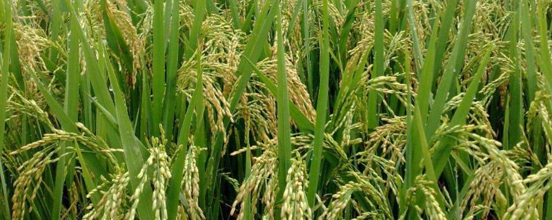 金隆优086水稻品种简介，一般6月下旬至7月上旬播种