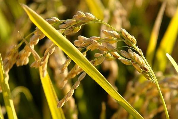 共香优丝占水稻品种的特性，全生育期121.5天
