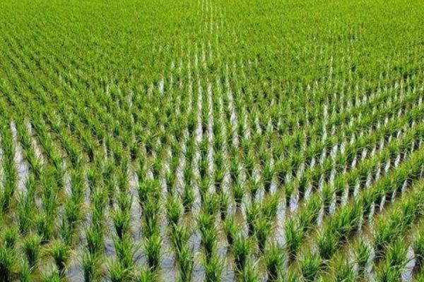 昱香两优馥香占水稻品种的特性，每亩插足基本苗3万以上