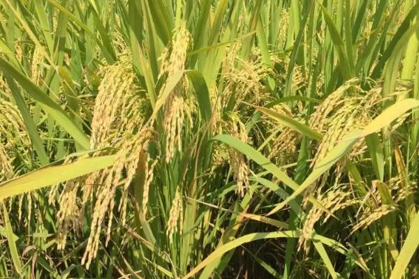 爽两优美丝水稻种子简介，每亩有效穗数16.6万穗