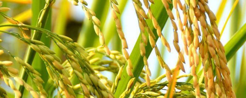 民两优475水稻种子特点，每亩插足基本苗6万以上