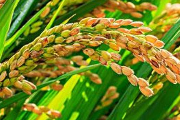 爽两优美丝水稻种子简介，每亩有效穗数16.6万穗