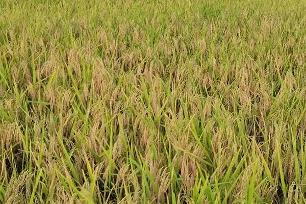 伍两优8549水稻种子特征特性，全生育期152.9天