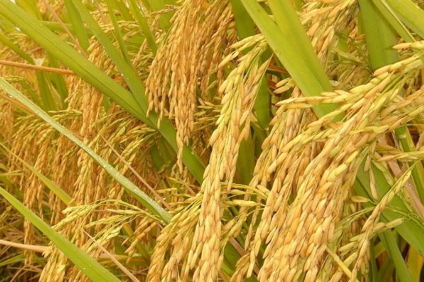 伍两优8549水稻种子特征特性，全生育期152.9天