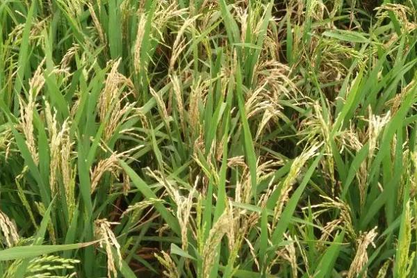 浙大粳优1号水稻种子介绍，秧田亩播种量6千克