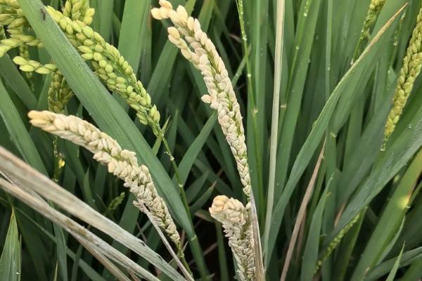 袁两优1号水稻种子特点，一般4月下旬至5月中旬播种