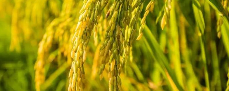 春两优5121水稻种子特征特性，一般2月下旬至3月上旬播种