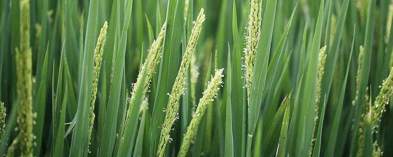 袁两优1号水稻种子特点，一般4月下旬至5月中旬播种