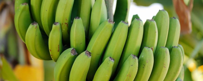 香蕉病虫害及防治方法，不同的病虫害采用不同的防治方法