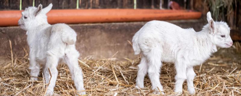 刚出生的小羊不吃奶怎么回事，可能是体质较弱导致的