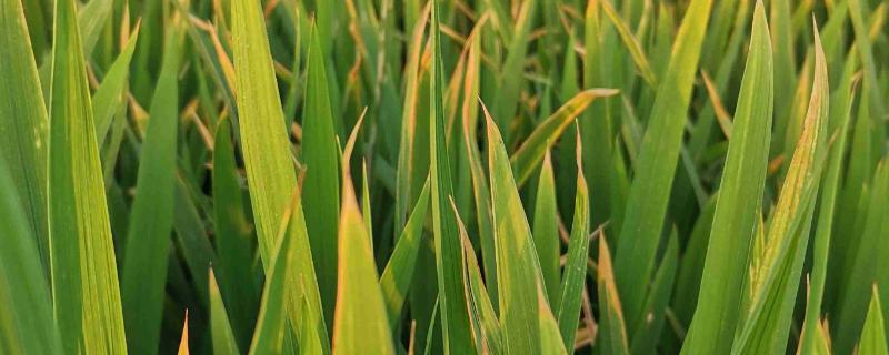 水稻黄叶的原因及防治方法，可能是中毒、缺氮或除草剂药害等