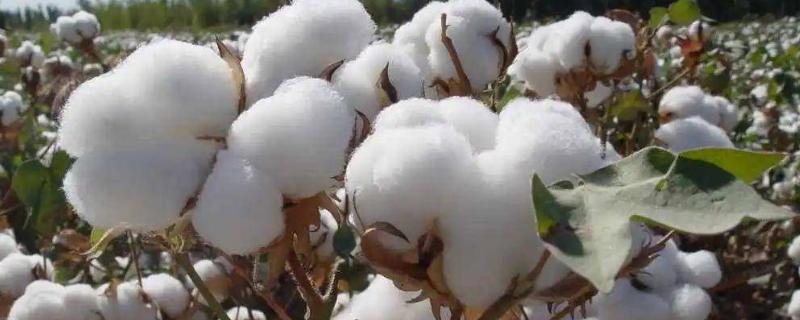 巴西海岛棉的特点，色泽亮白且品质优良