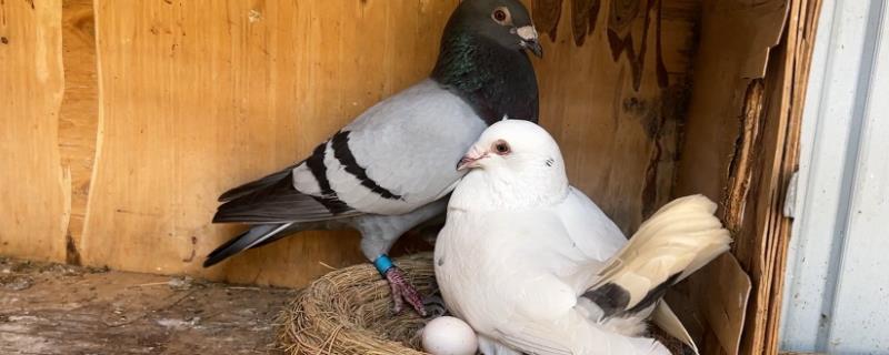 鸽子第一个蛋和第二个蛋间隔多久，间隔时间一般为46小时左右