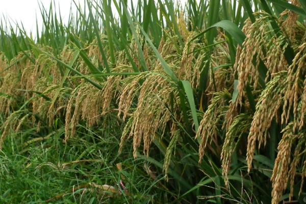 浙粳嘉优710水稻种子特点，秧田播种量每亩12.0千克