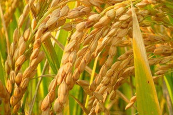 韧两优徽香水稻种子简介，每亩插足基本苗8万以上