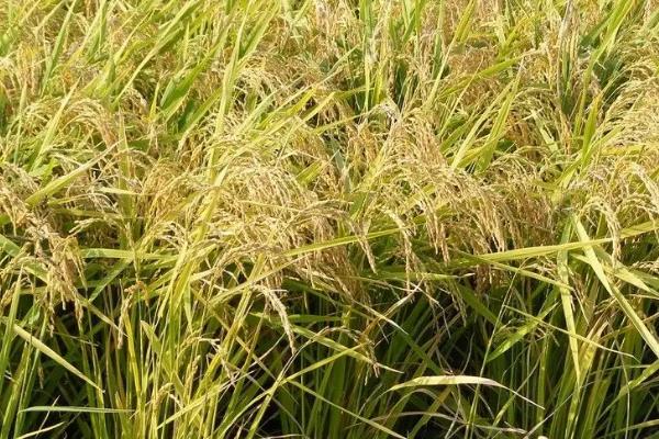 欣两优晚四号水稻种子特征特性，每亩有效穗数17.9万穗