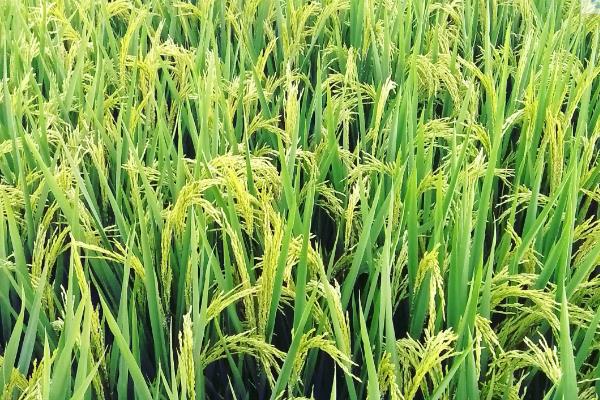 扬籼优998水稻品种简介，每亩有效穗数16.2万穗
