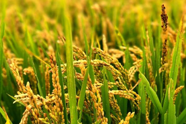 欣两优晚四号水稻种子特征特性，每亩有效穗数17.9万穗