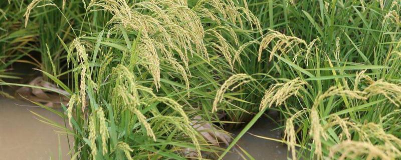 欣两优2081水稻品种简介，中等肥力田块亩施纯氮12公斤