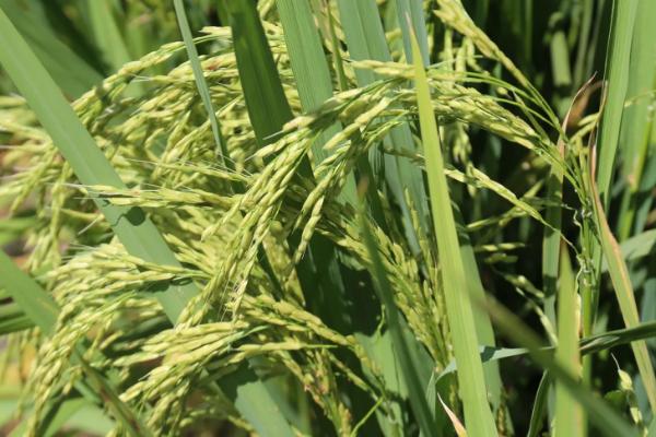 欣两优2081水稻品种简介，中等肥力田块亩施纯氮12公斤