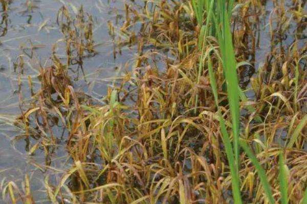 扬籼优998水稻品种简介，每亩有效穗数16.2万穗