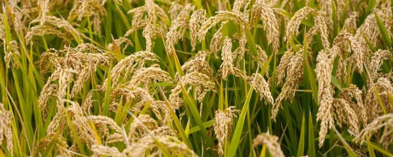 勇两优荃晶丝苗水稻种子特征特性，每亩有效穗数16.5万穗