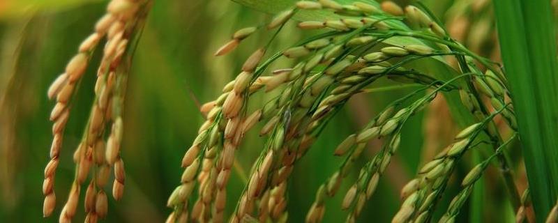 泰两优香牙占水稻品种的特性，秧田播种量每亩10.0千克