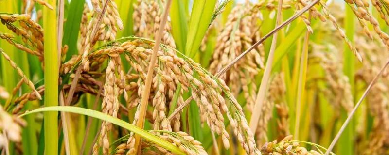 泰优203水稻种子简介，秧田播种量每亩9.0千克