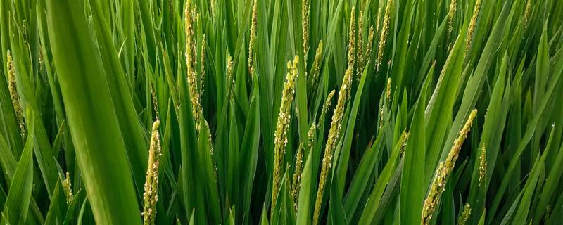 巨2优96水稻种子介绍，每亩有效穗数14.5万穗