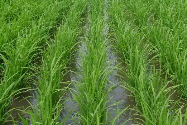 巨2优96水稻种子介绍，每亩有效穗数14.5万穗