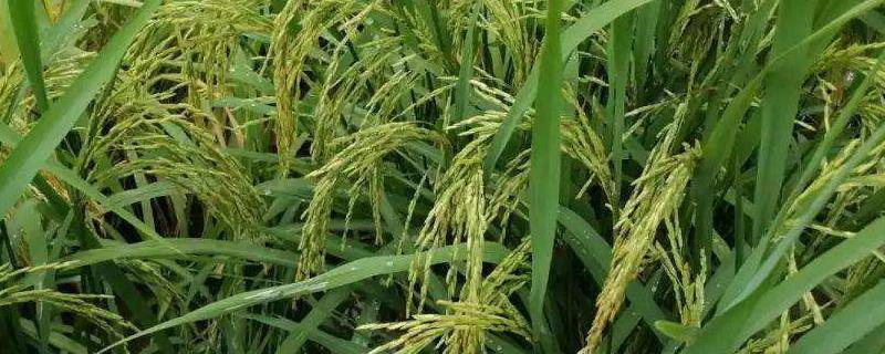 8两优徽香水稻品种的特性，全生育期130.8天