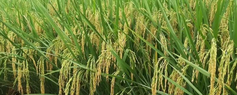 清香优1538水稻品种的特性，每亩有效穗数14.9万穗