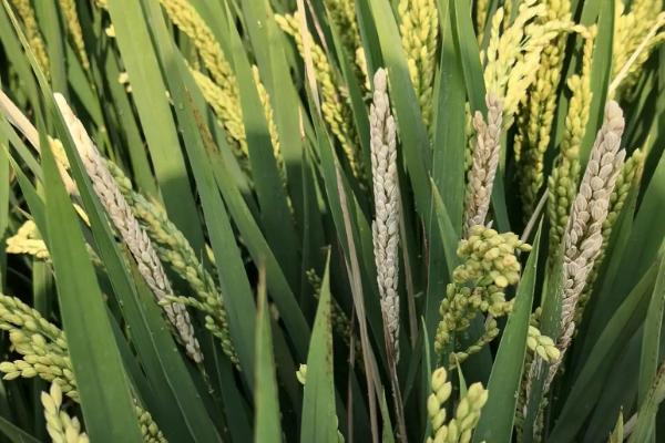 甬优5418水稻品种的特性，秧田播种量每亩8-10千克