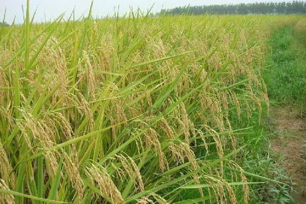Q两优粤五丝苗水稻种子特征特性，每亩有效穗数17.5万穗